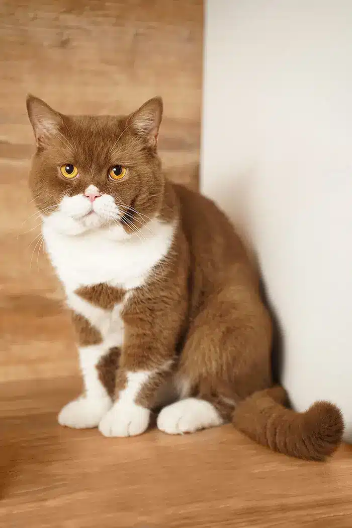 Stella Feles BKH Zuchtkatze
