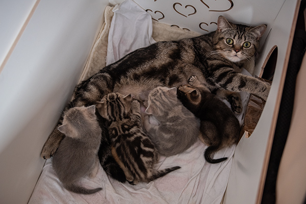 Katzenwurf - Kleine Kitten essen