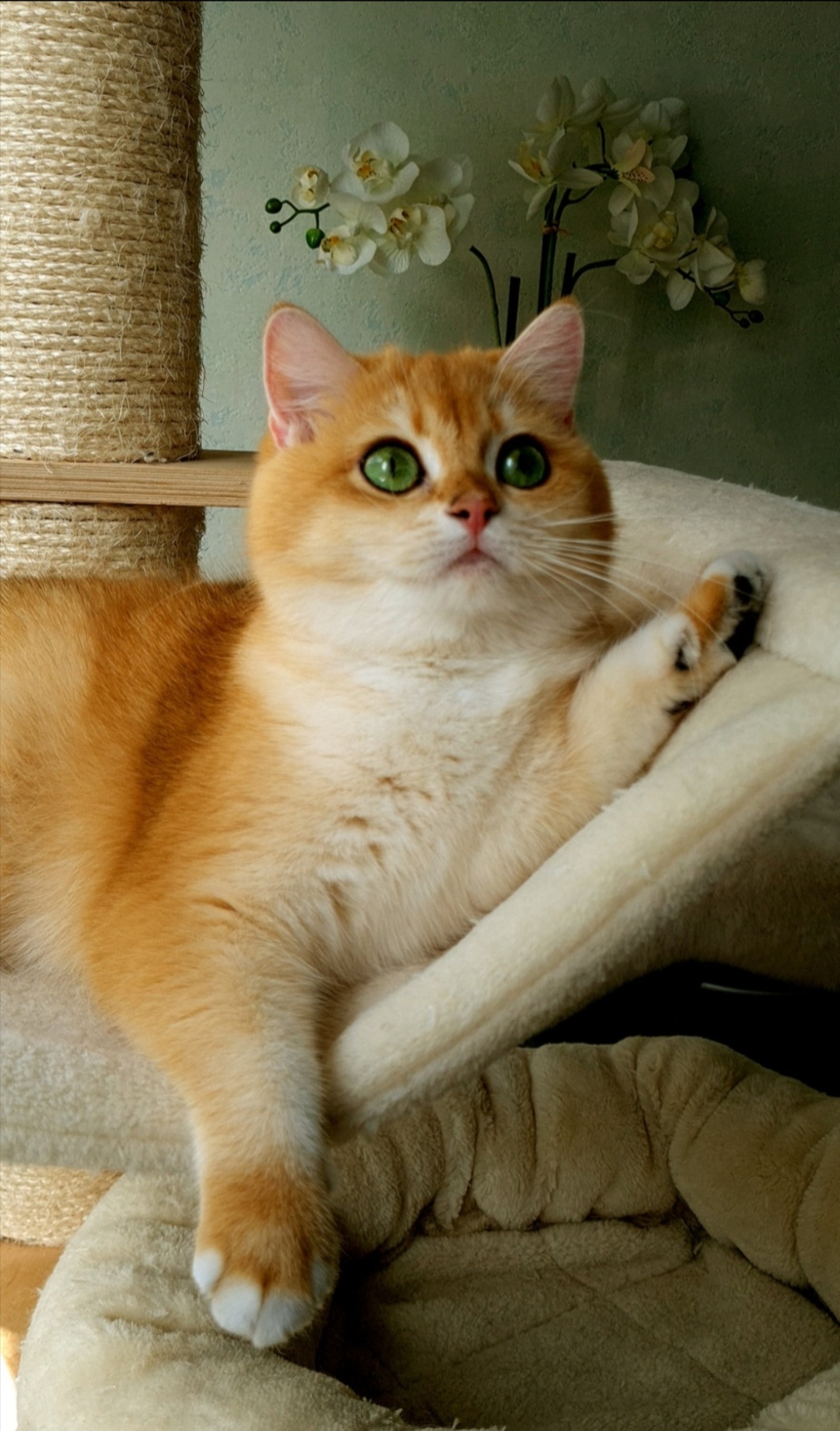 Stella Feles BKH Zucht Katze
