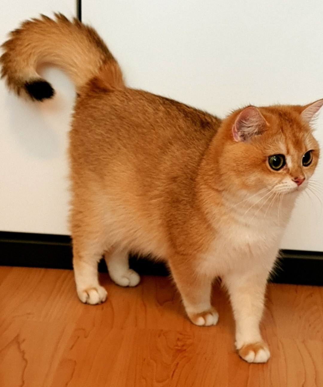Stella Feles BKH Zucht Katze