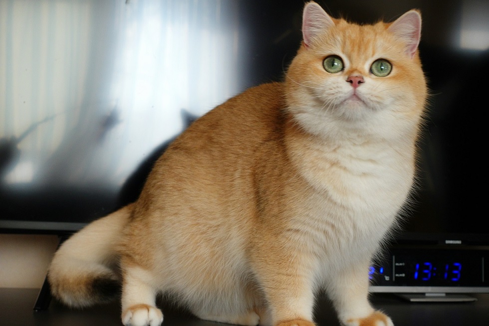 Stella Feles BKH Zucht Katze