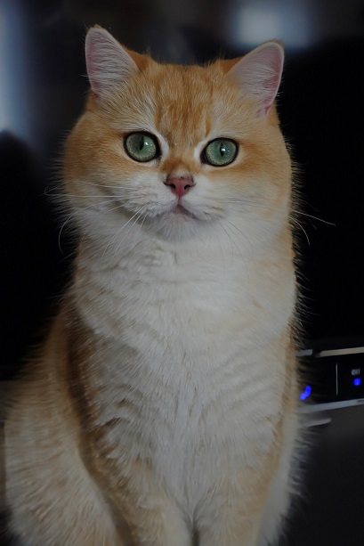 Stella Feles BKH Zucht Katze