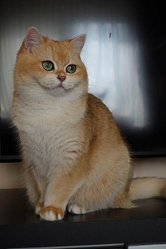 Stella Feles BKH Zucht Katze