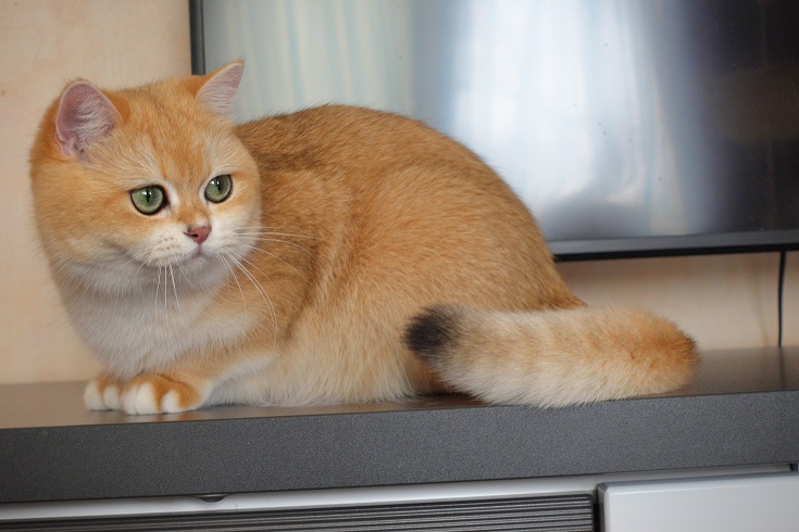 Stella Feles BKH Zucht Katze
