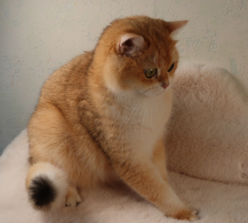 Stella Feles BKH Zucht Katze