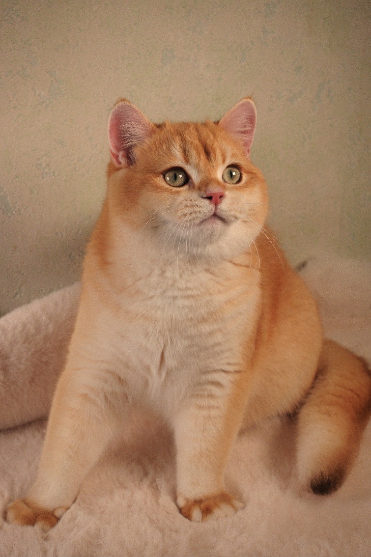 Stella Feles BKH Zucht Katze