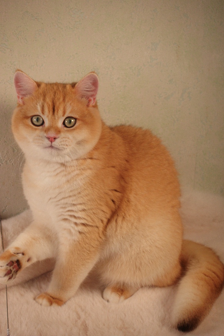 Stella Feles BKH Zucht Katze