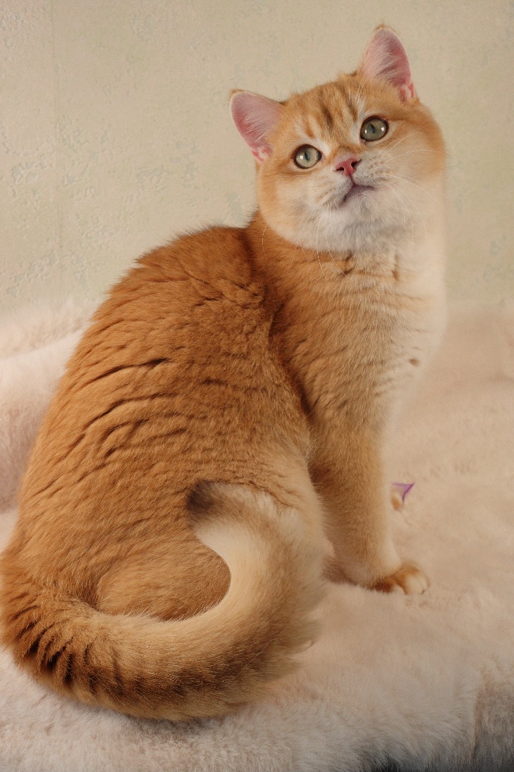 Stella Feles BKH Zucht Katze