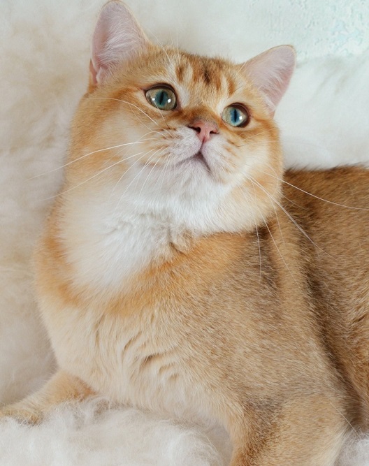 Stella Feles BKH Zucht Katze