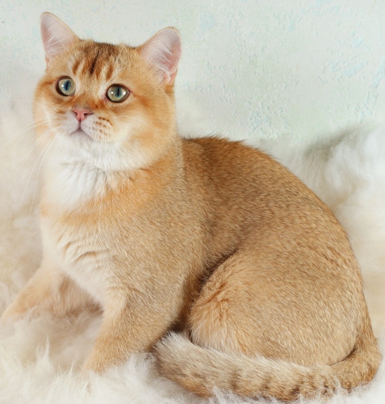 Stella Feles BKH Zucht Katze